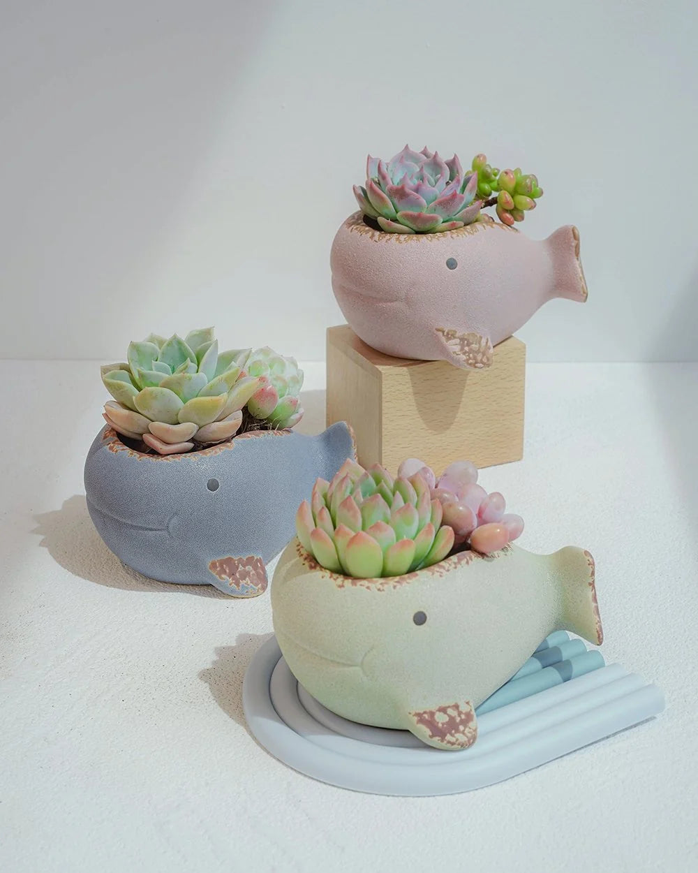 Whale Planter in Assorted Colors
