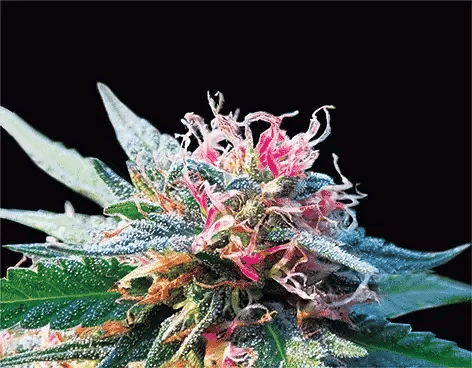 Bubba Kush 3D Lenticular Internally Framed Art 14" x 18"