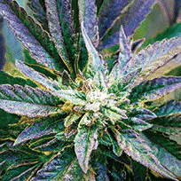 Bud Purple Kush 3D Lenticular Internally Framed Art 15" X 15"