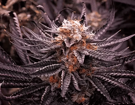 Huckleberry Kush 3D Lenticular Flat Art Print 12" X 16"