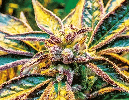 Slurry Crasher 3D Lenticular Internally Framed Art 14" x 18"