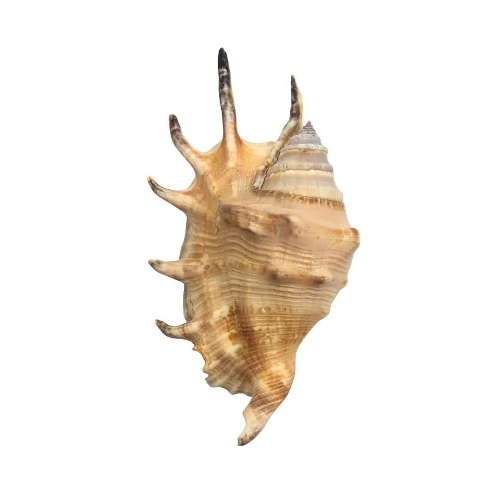Common Spider Conch Sea Shell