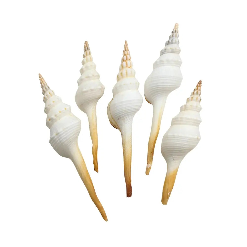 Distaff Spindle Sea Shell