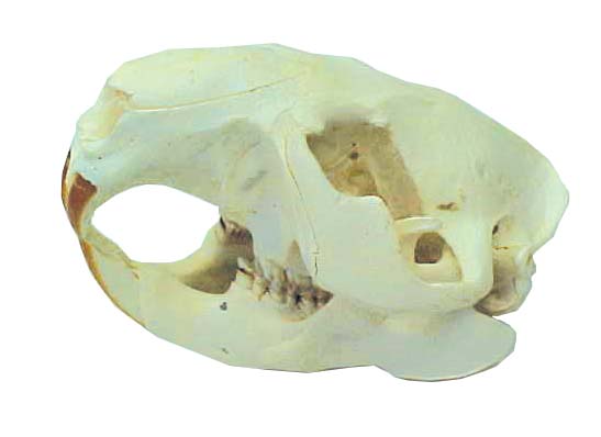 Beaver Skull