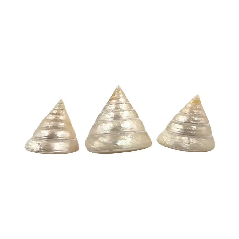 Pyramid Top Pearl She Shell