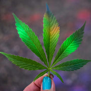 420: The Origins & How It Started