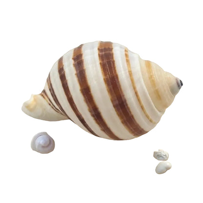 Banded Tun Sea Shell