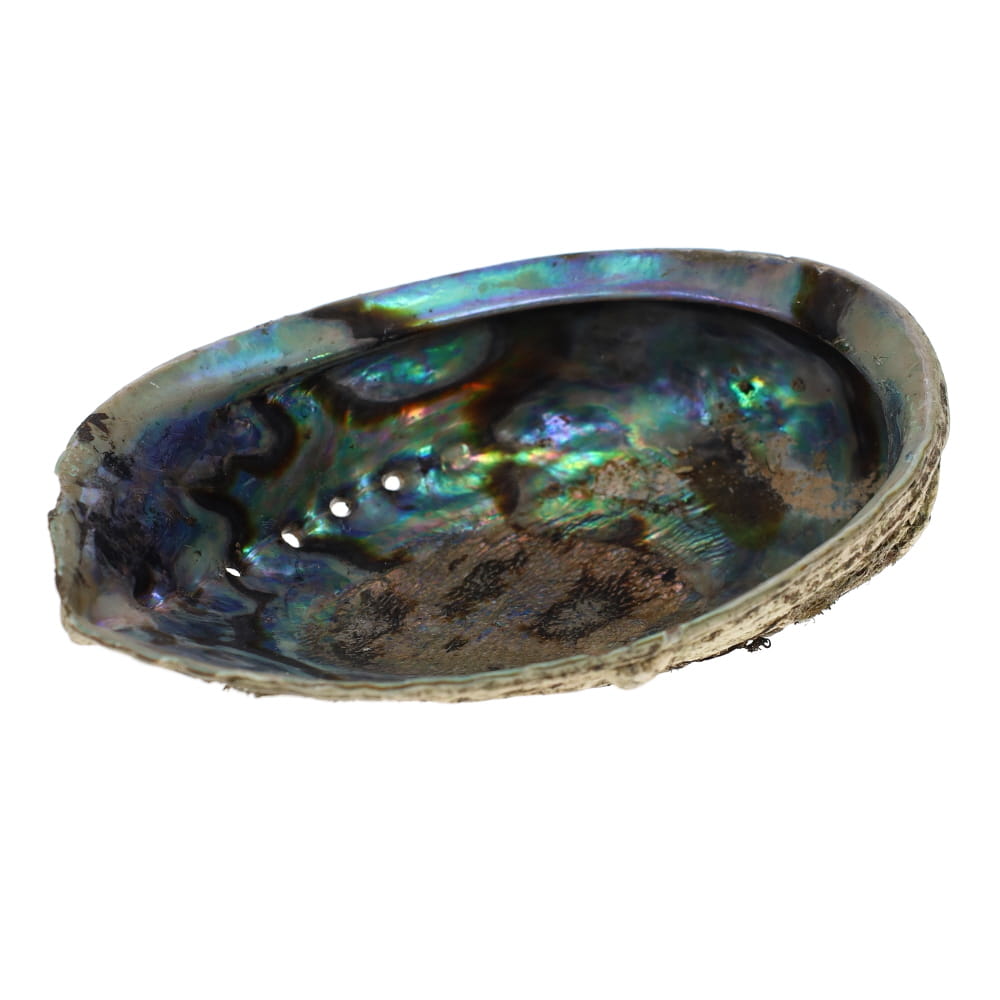 Abalone Shell - Large