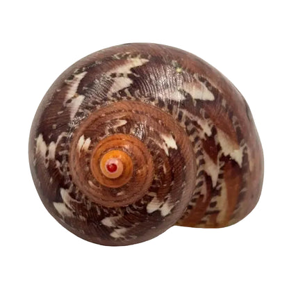 Tapestry Turban Natural Sea Shell