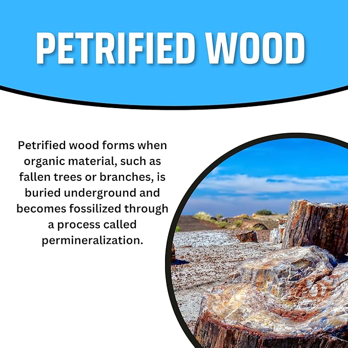 TruEnergy Petrified Wood Palm Stone - 2"