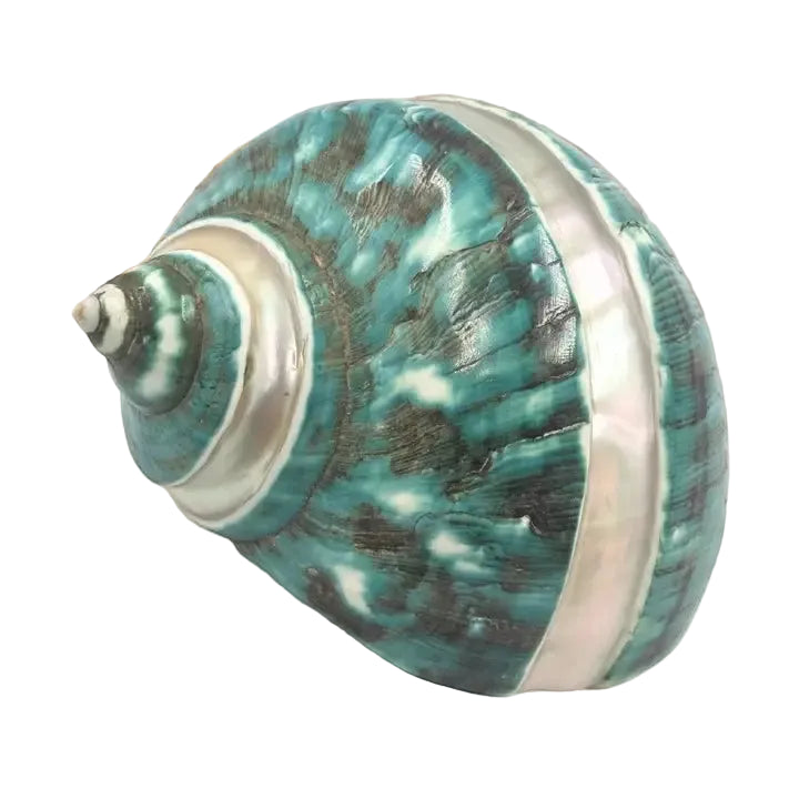 Jade Turban Banded Sea Shell