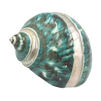 Jade Turban Banded Sea Shell