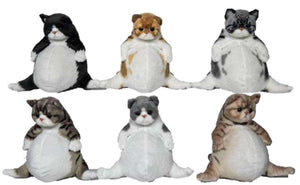 Budda Belly Cat