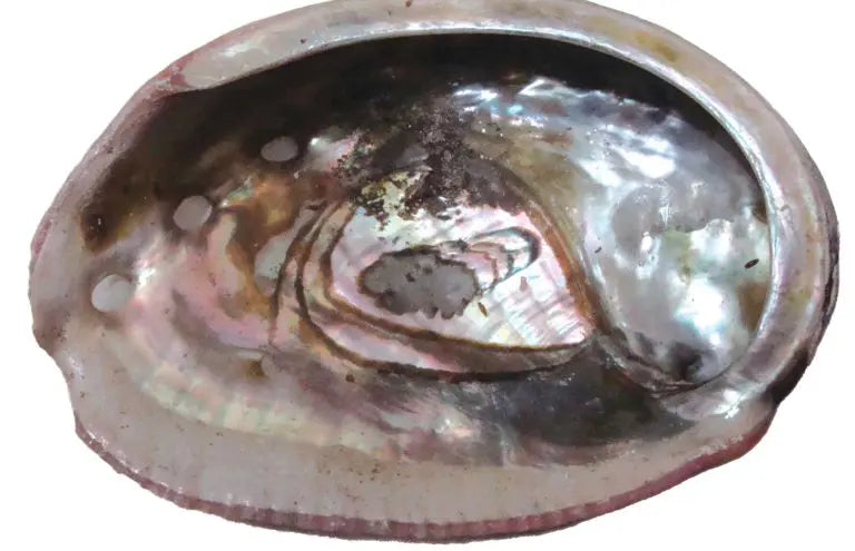 Red Abalone Shell - 3