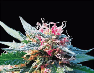 Bubba Kush 3D Lenticular Internally Framed Art 14" x 18"