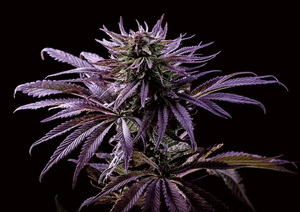 Blueberry Kush 3D Lenticular Flat Art Print 12" X 16"