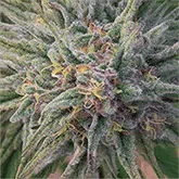 Canna Crystal/Grandaddy Purp 3D Lenticular Internally Framed Art 15" X 15"