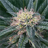 Canna Flower/Pink Lady 3D Lenticular Internally Framed Art 15" X 15"