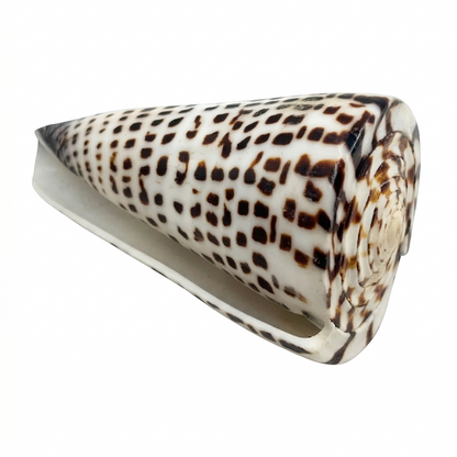 Polished Lettered Cone Sea Shell