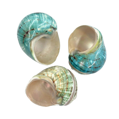 Jade Turban Banded Sea Shell