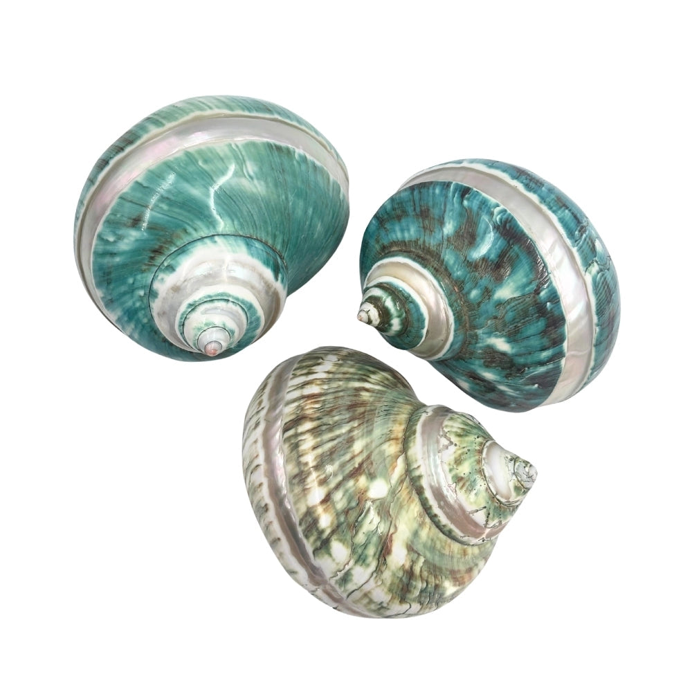 Jade Turban Banded Sea Shell