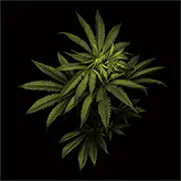 Leaves Green 3D Lenticular Flat Art Print 14" x 14"