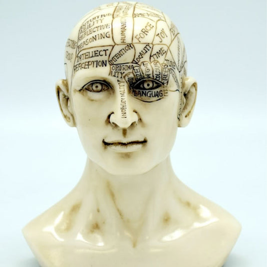 Medium Phrenology Skull