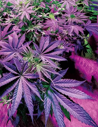 Purple Potted Pot 3D Lenticular Flat Art Print 12" X 16"