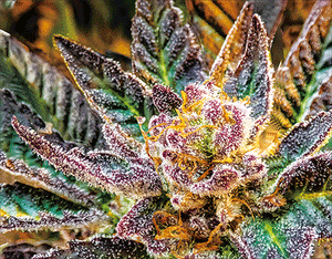 Slurry Crasher Trichomes 3D Lenticular Flat Art Print 12" X 16"