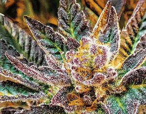 Slurry Crasher Trichomes 3D Lenticular Internally Framed Art 14" x 18"