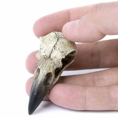 Small Raven Skull