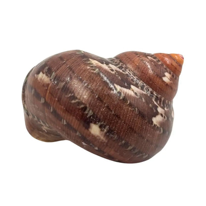 Tapestry Turban Natural Sea Shell