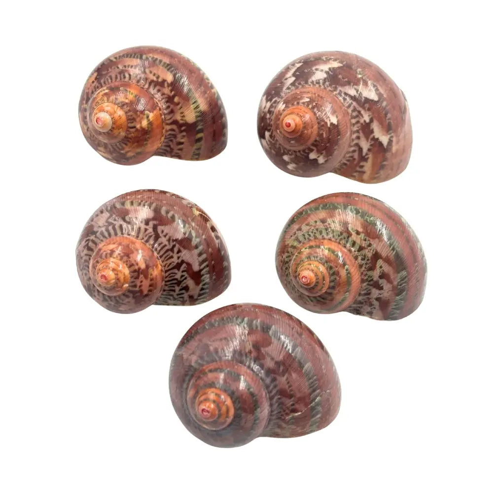 Tapestry Turban Natural Sea Shell