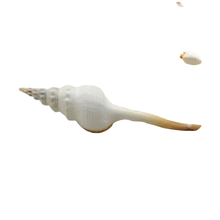 Distaff Spindle Sea Shell