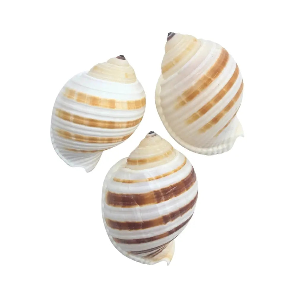 Banded Tun Sea Shell