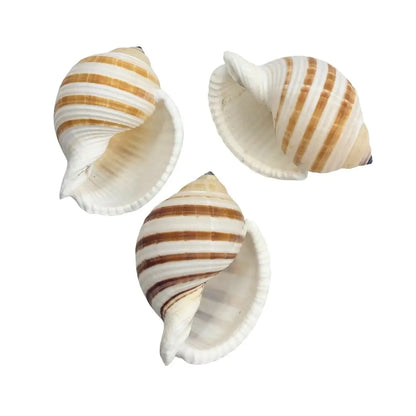 Banded Tun Sea Shell