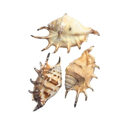 Common Spider Conch Sea Shell