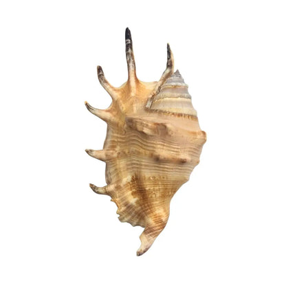 Common Spider Conch Sea Shell