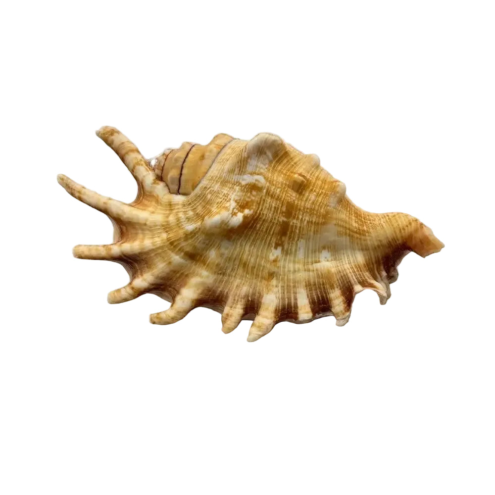 Common Spider Conch Sea Shell