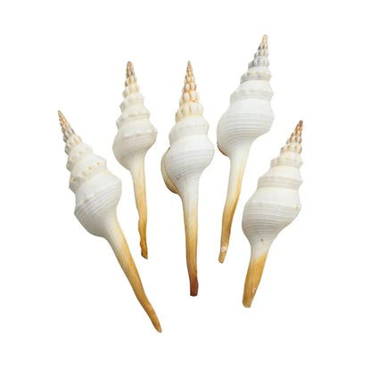 Distaff Spindle Sea Shell