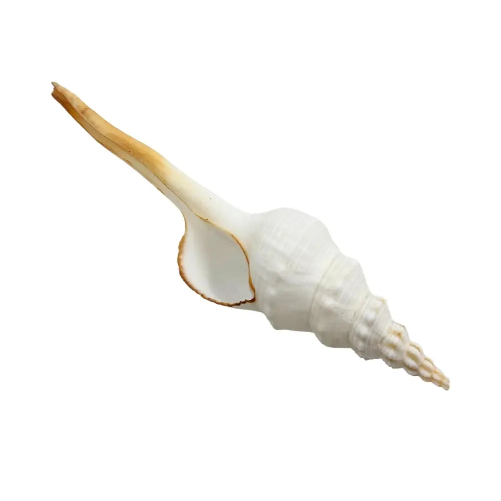 Distaff Spindle Sea Shell