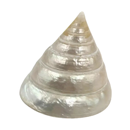 Pointed Pyramid Shell Pyramid Top Pearl She Shell – Sunshine Daydream