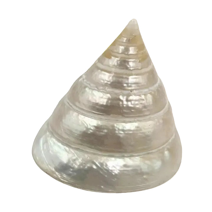 Pyramid Top Pearl She Shell