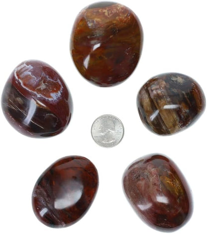 TruEnergy Petrified Wood Palm Stone - 2"