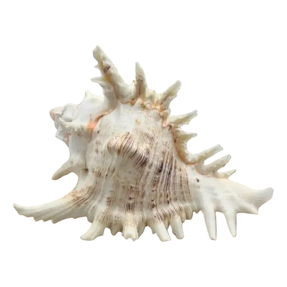 Ramose Murex Sea Shell