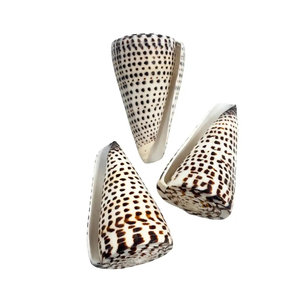 Polished Lettered Cone Sea Shell