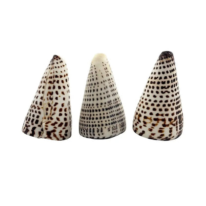 Polished Lettered Cone Sea Shell
