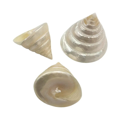 Pointed Pyramid Shell Pyramid Top Pearl She Shell – Sunshine Daydream
