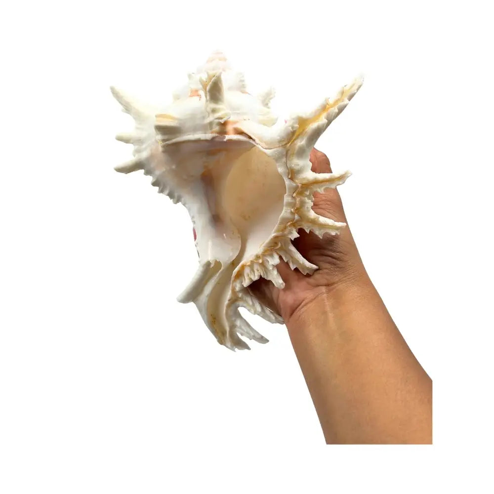 Ramose Murex Sea Shell