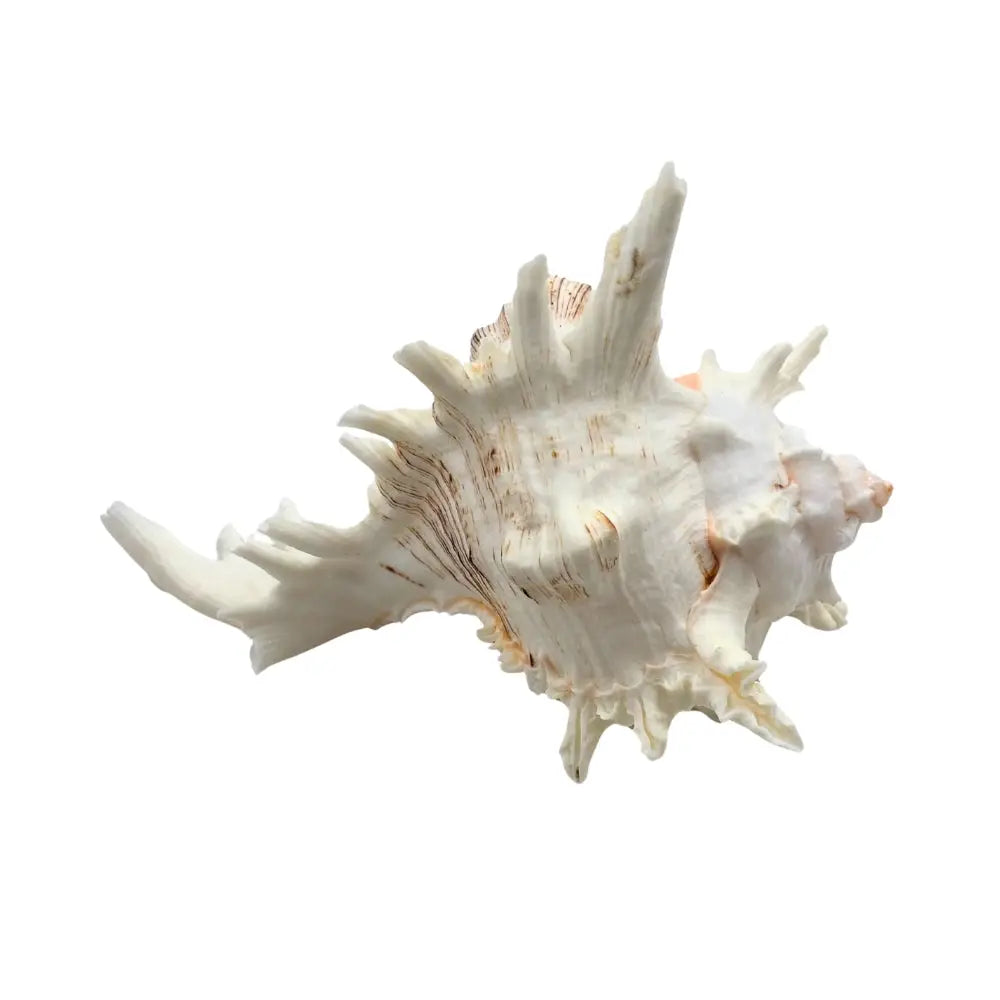 Ramose Murex Sea Shell